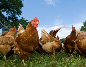 Battleground Ohio: Issue 2 and Farm Animal Welfare Image